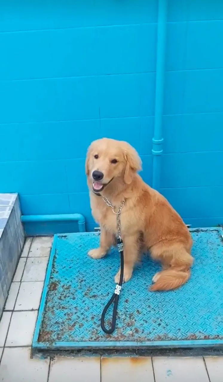 CACHORRO EDUCADO DENTRO DE CASA - Foto 3