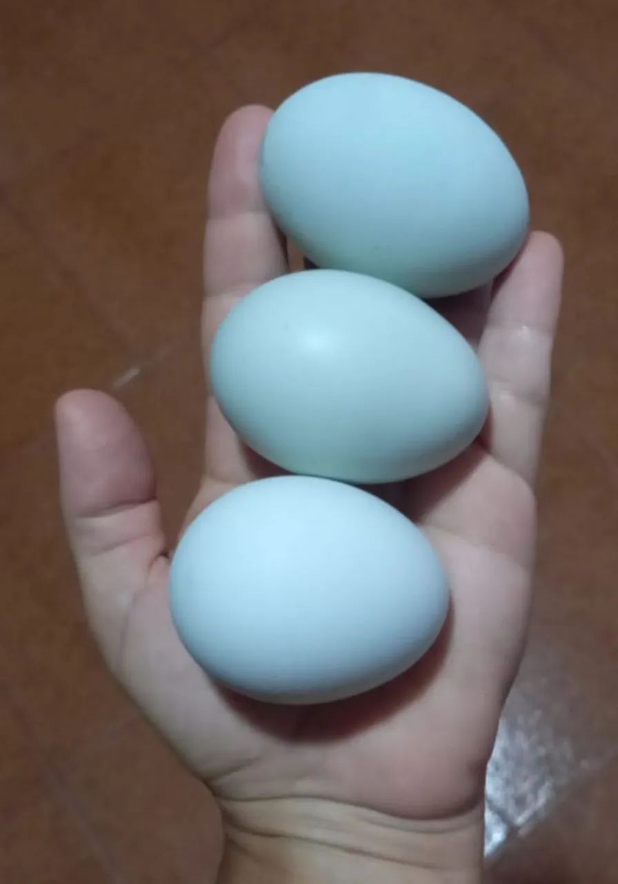 Ovos galados! - Foto 3