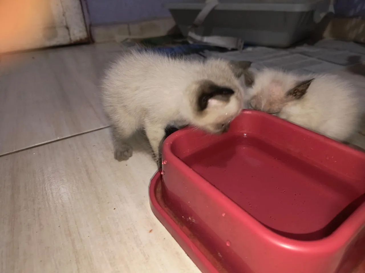 Gatinhos siamês puro