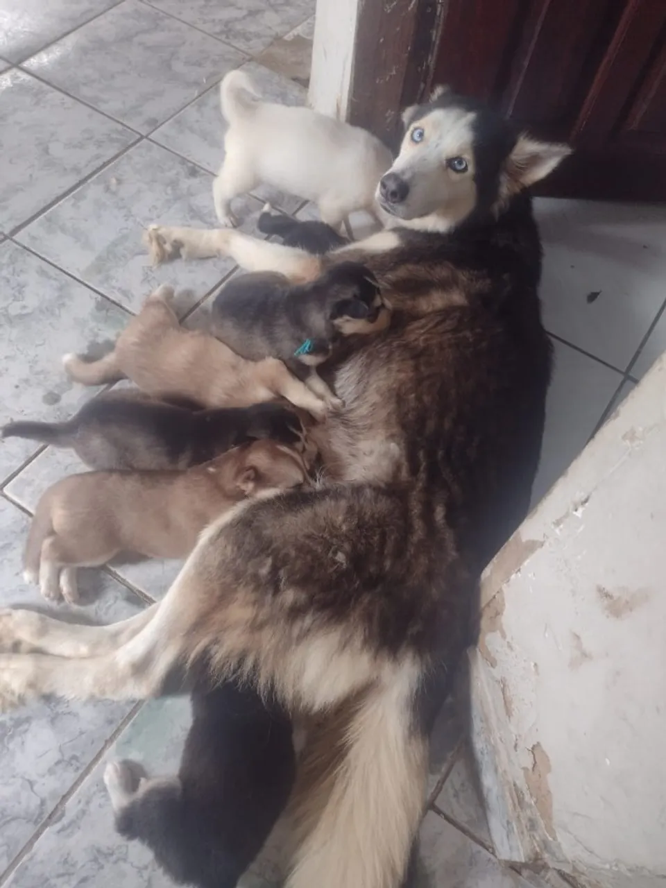 Husky siberiano