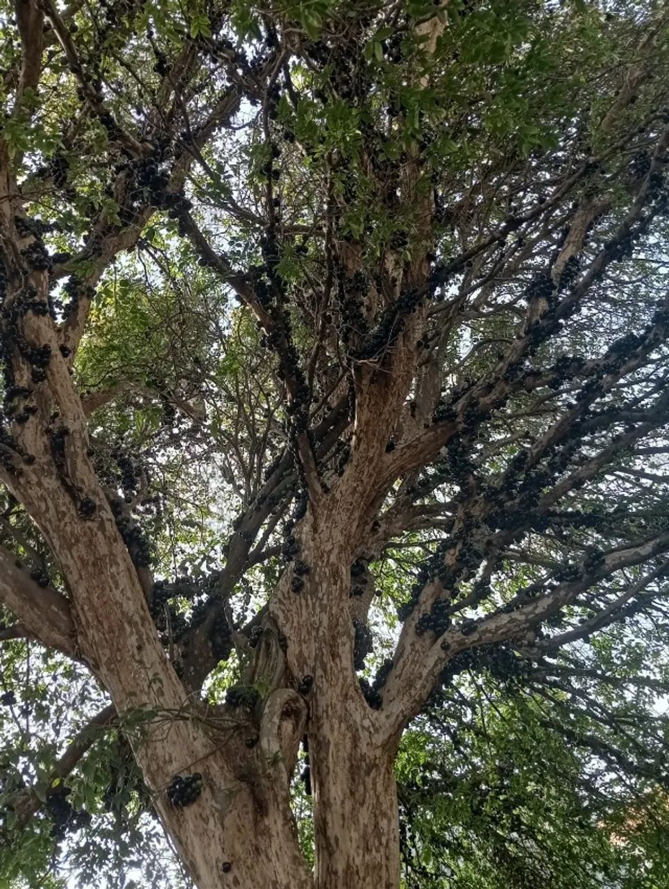 Vendo arvore de Jabuticaba frutifera adulta  - Foto 3