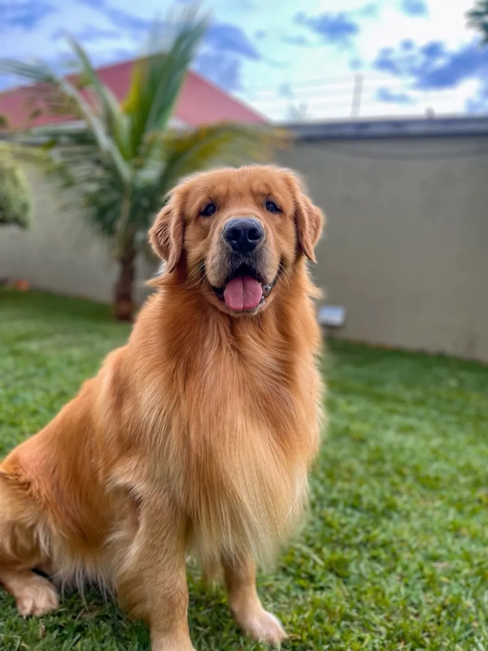 Golden Retriever - procura namorada 