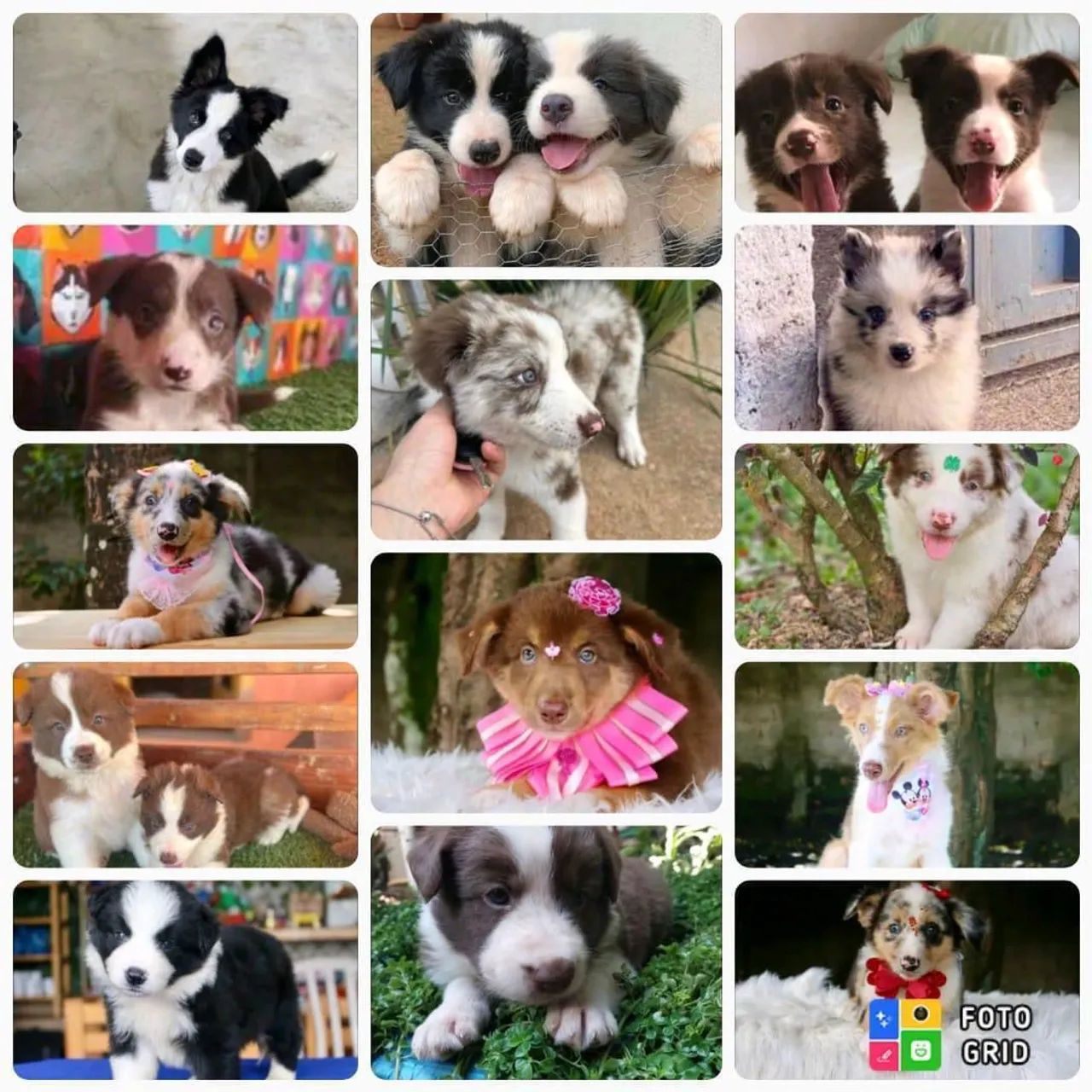 Filhotes Border Collie  - Foto 2