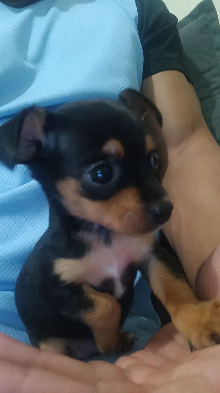 Filhote de Pinscher fêmea N°1 toy. - Foto 4