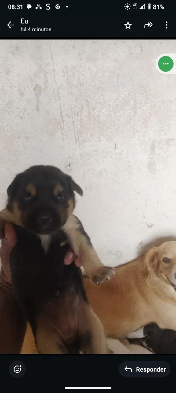 Filhote de cachorro