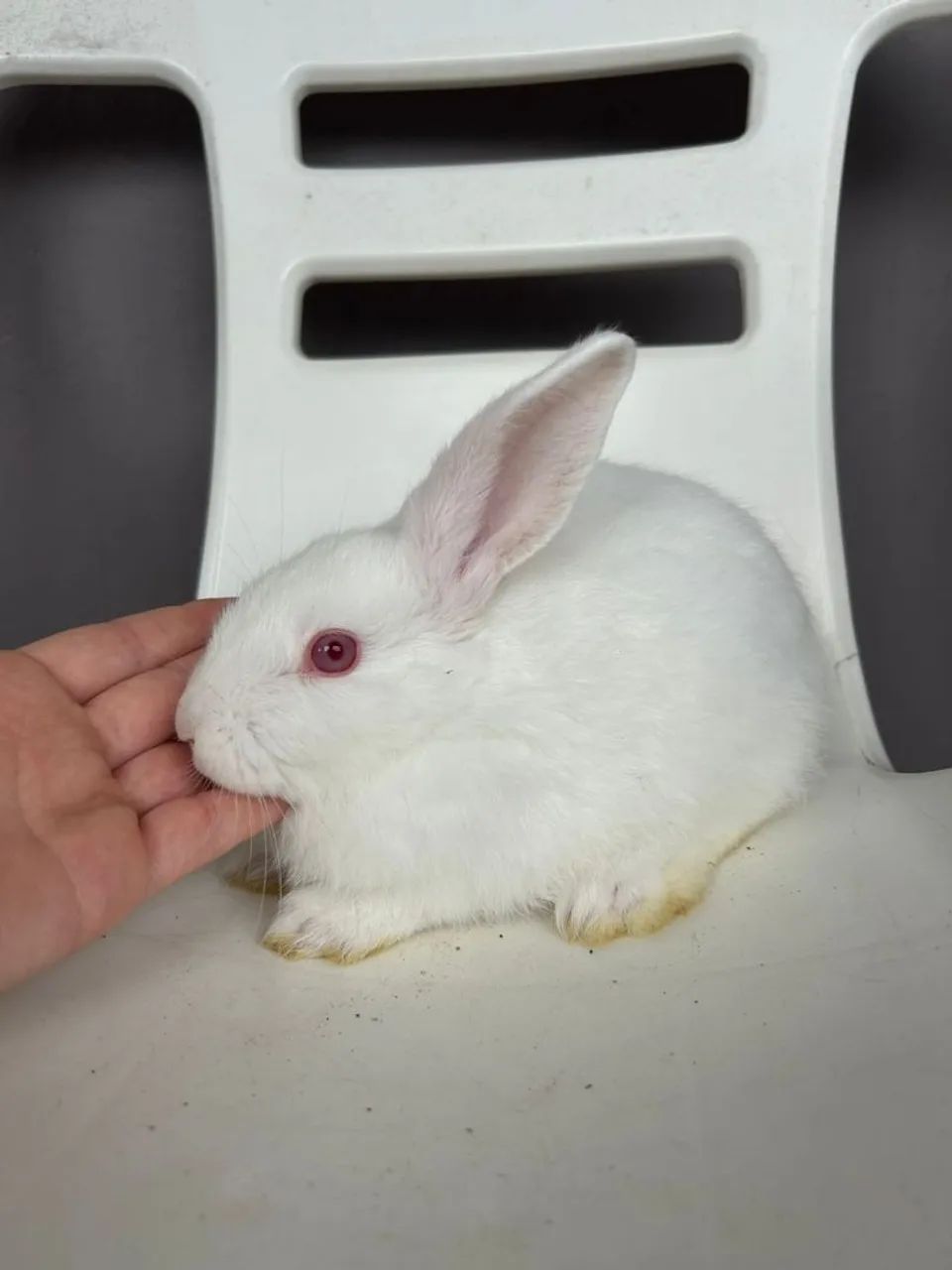 Coelhinhos  - Foto 4