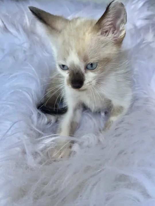 Gato filhote macho 2 meses - Foto 6