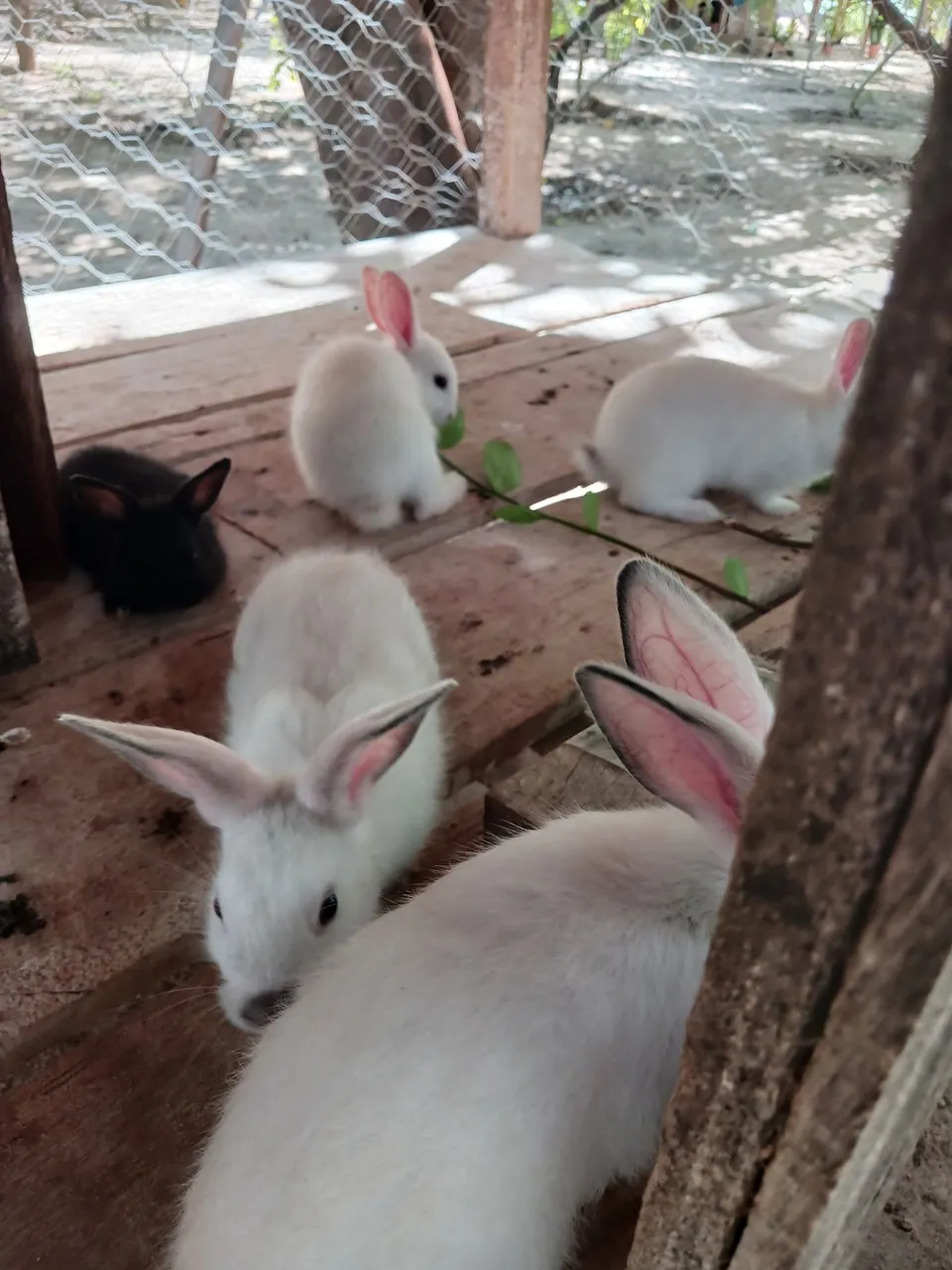 Coelhos fofinhos