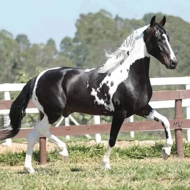 Cavalos Mangalarga à Venda - R$ 2.000 a R$ 10.000, Parcelamos!