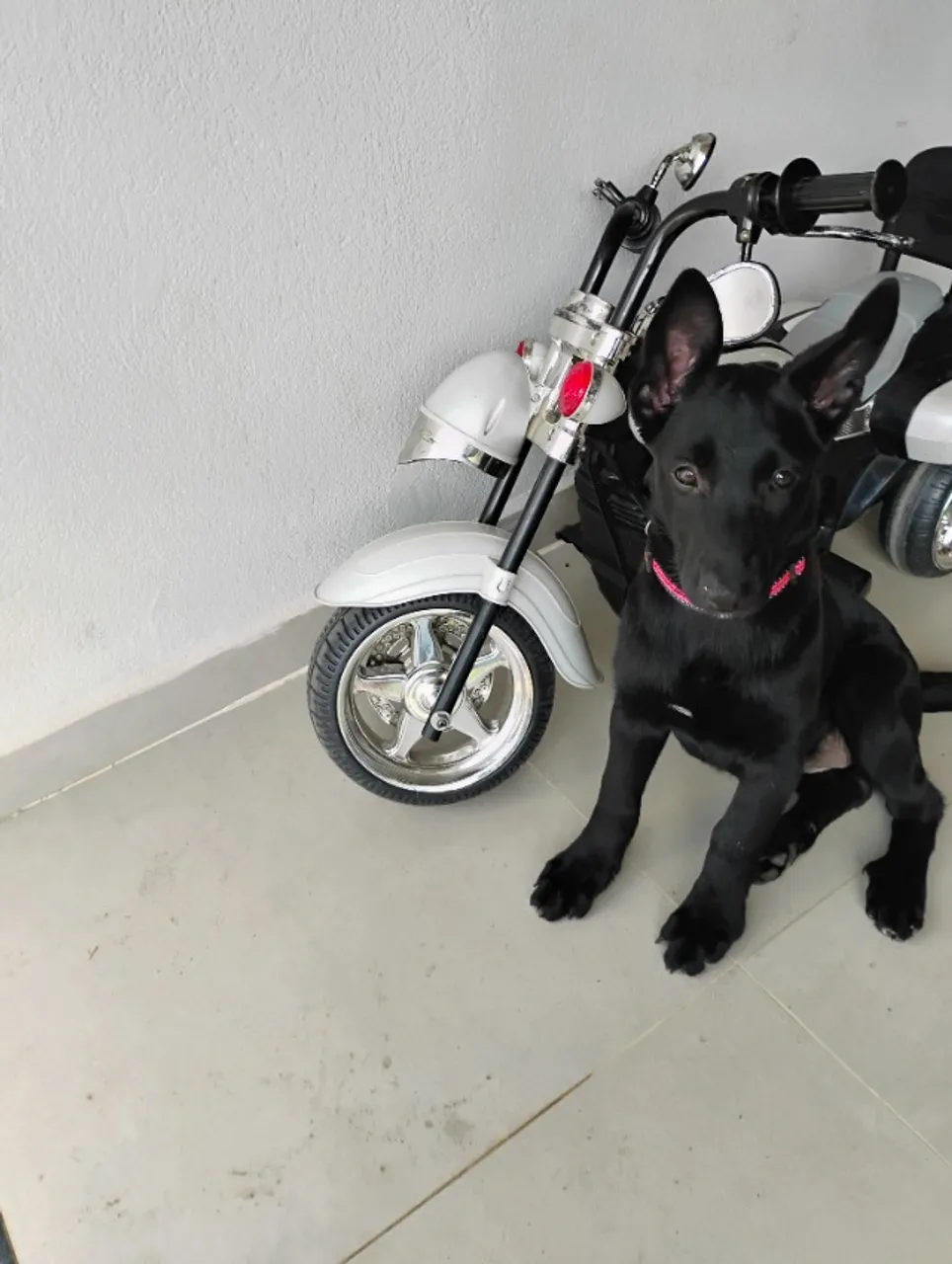 Cachorro pastor alemão