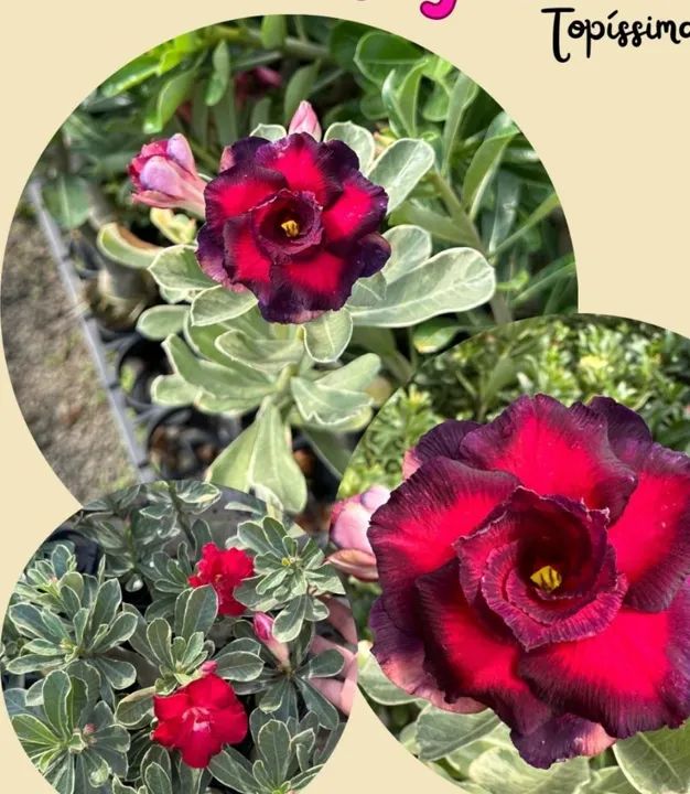 Rosa do deserto : Variegata matriz comercial padrão  - Foto 6