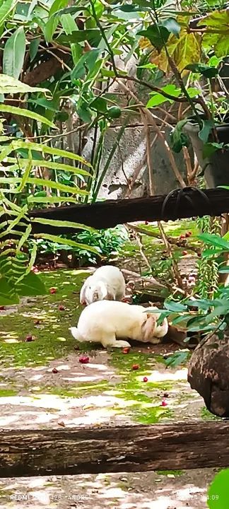 Casal de Coelhos Mini Lop - Foto 5