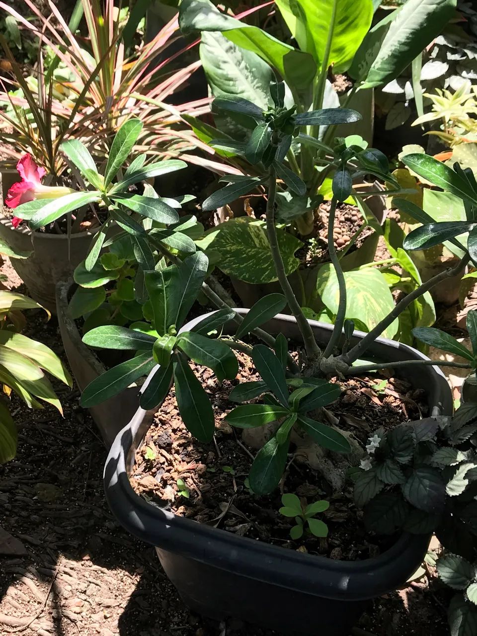 Plantas e jarros  - Foto 3