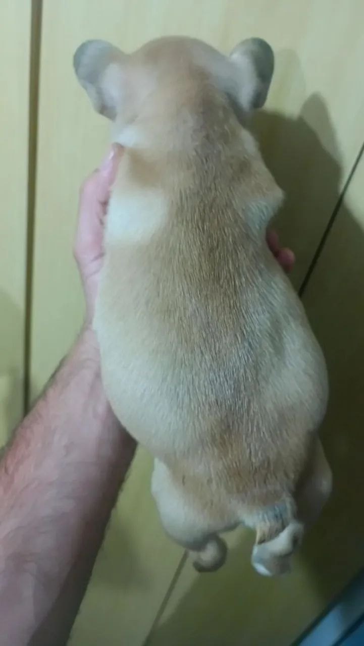 Bulldog Francês  - Foto 3
