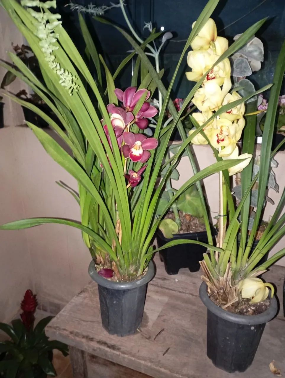 Plantas e sementes  - Foto 3