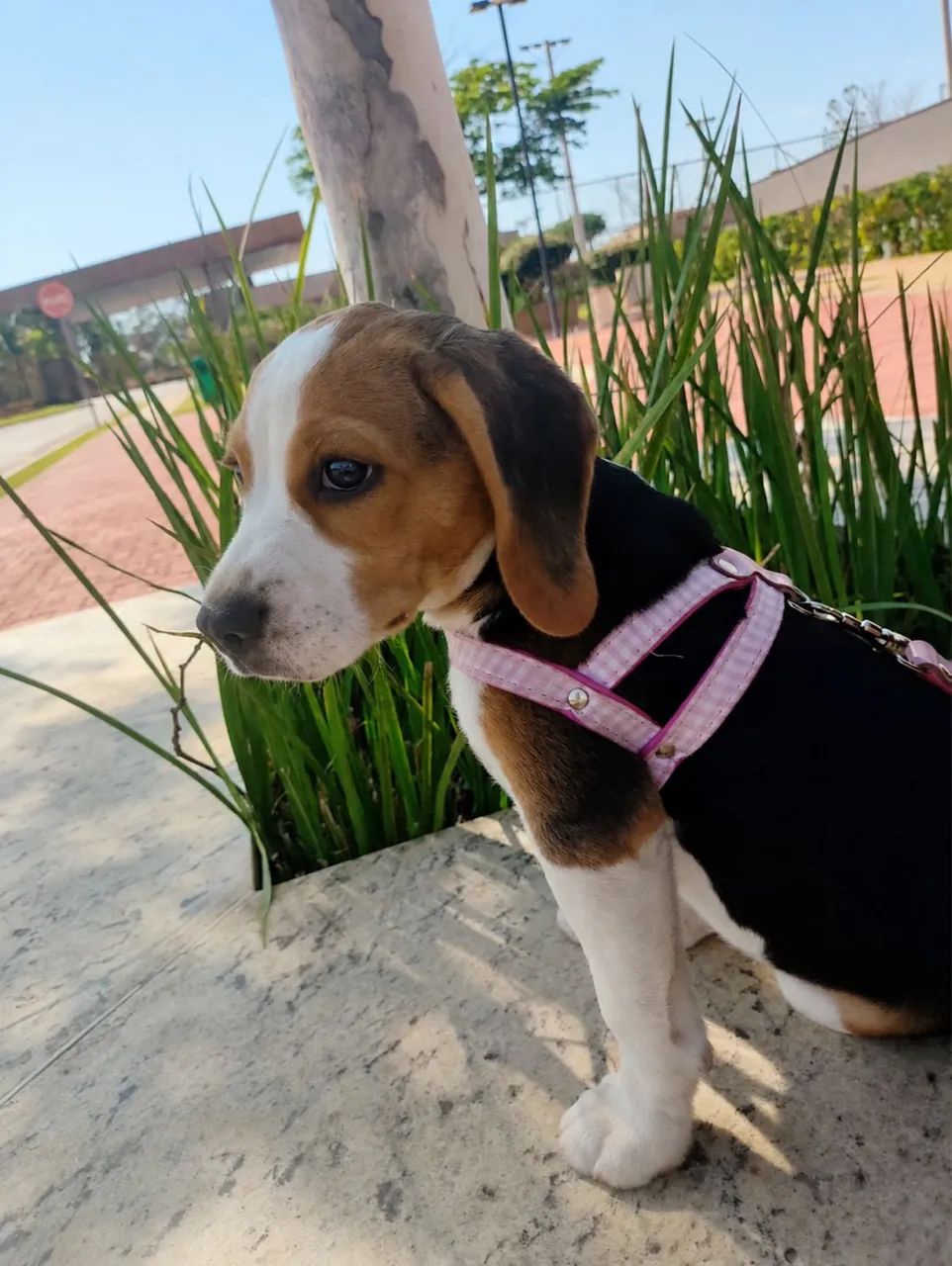 Beagle - Foto 2