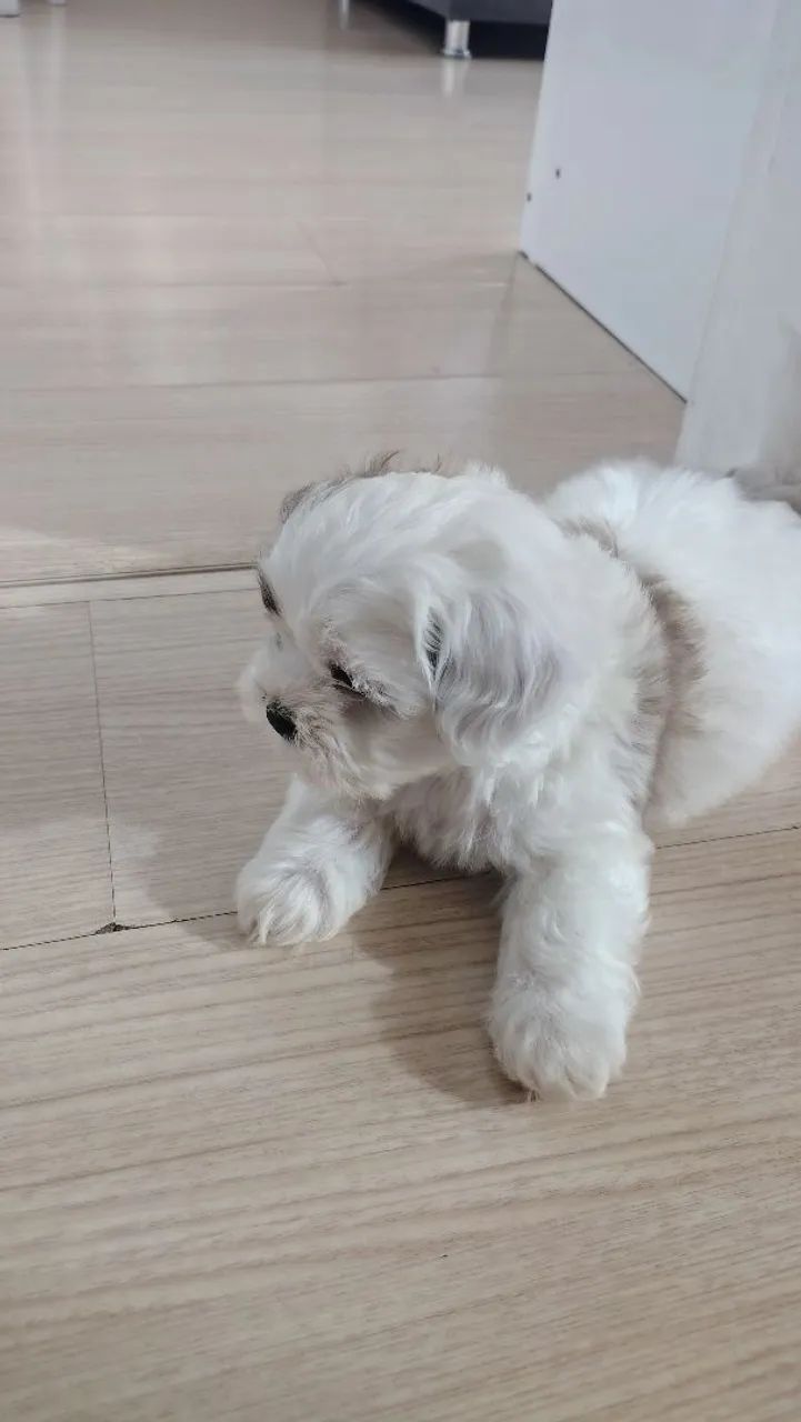 Cachorro raça shitzu - Foto 4
