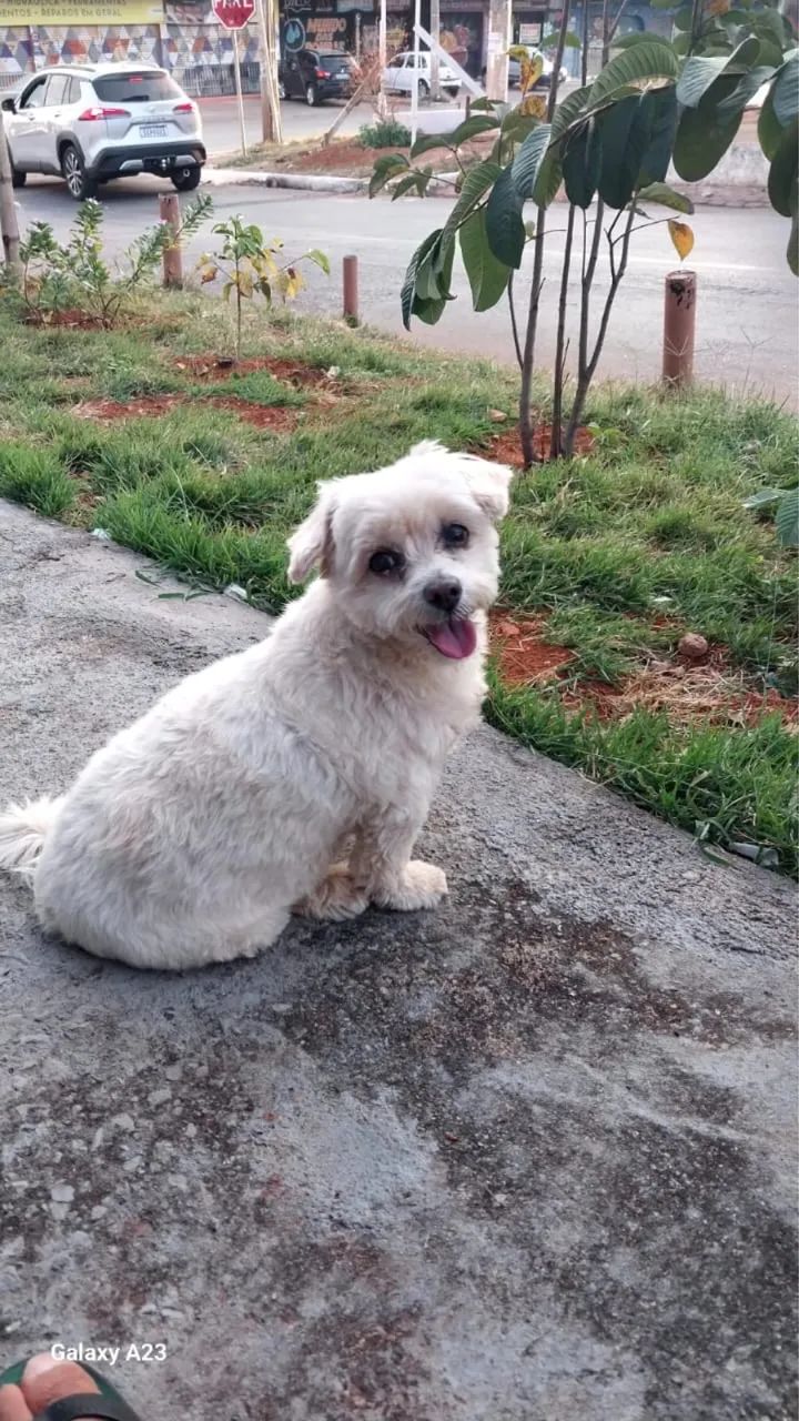 Hospedagem para cães e gatos  - Foto 3