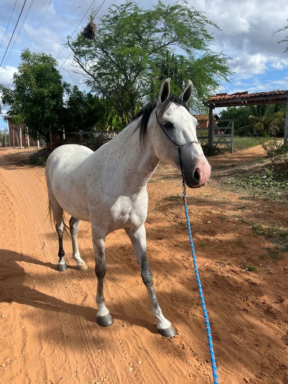 Cavalo mangalarga genuino de marcha picada, castrado sem registro