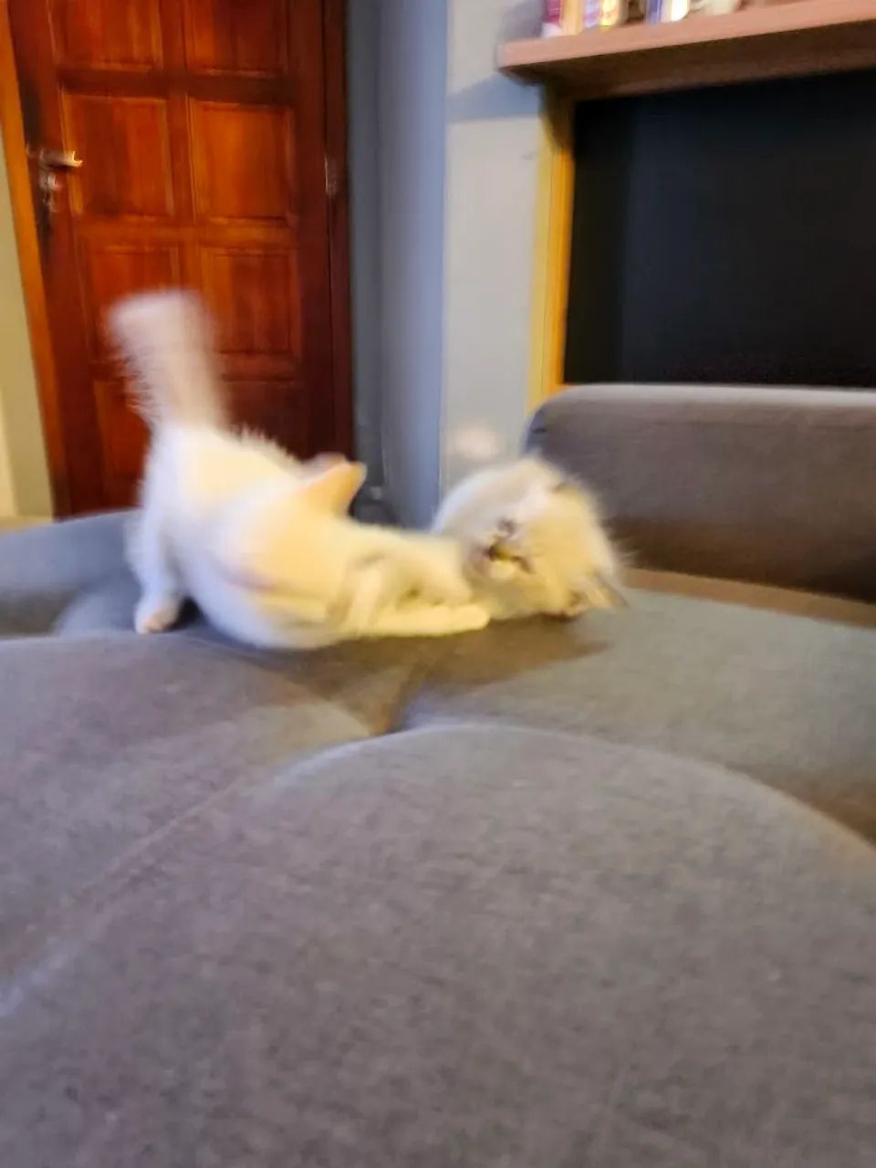 Gato - Foto 2