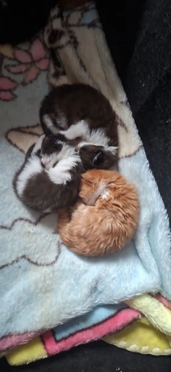 Maine Coon gatos filhotes disponíveis  - Foto 4
