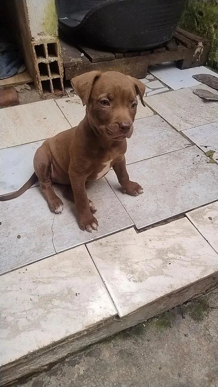 Pitbull  - Foto 3