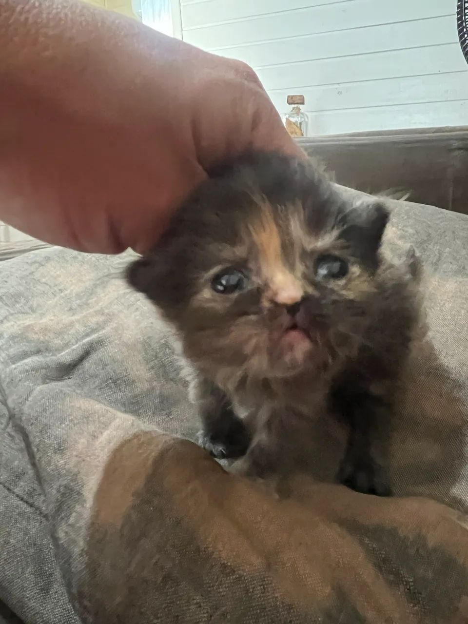 Gato persa  - Foto 3