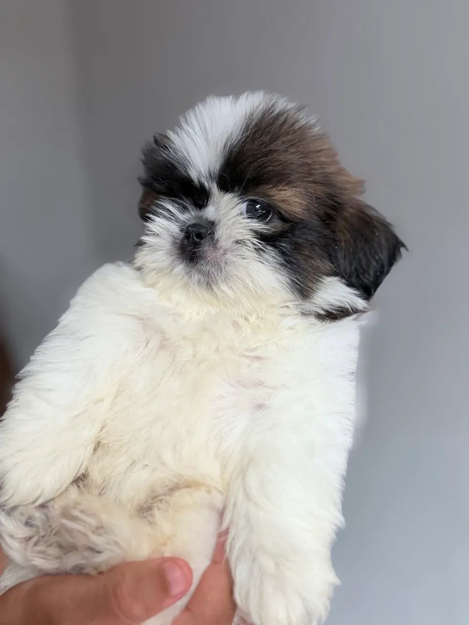 Shih tzu padrão top   - Foto 2