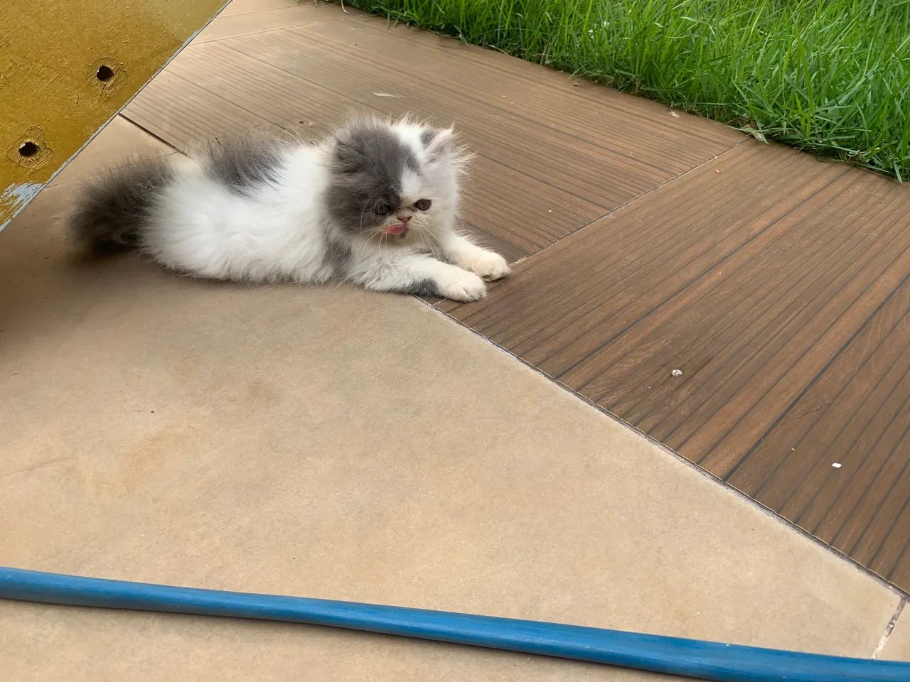 Gato persa macho  - Foto 3