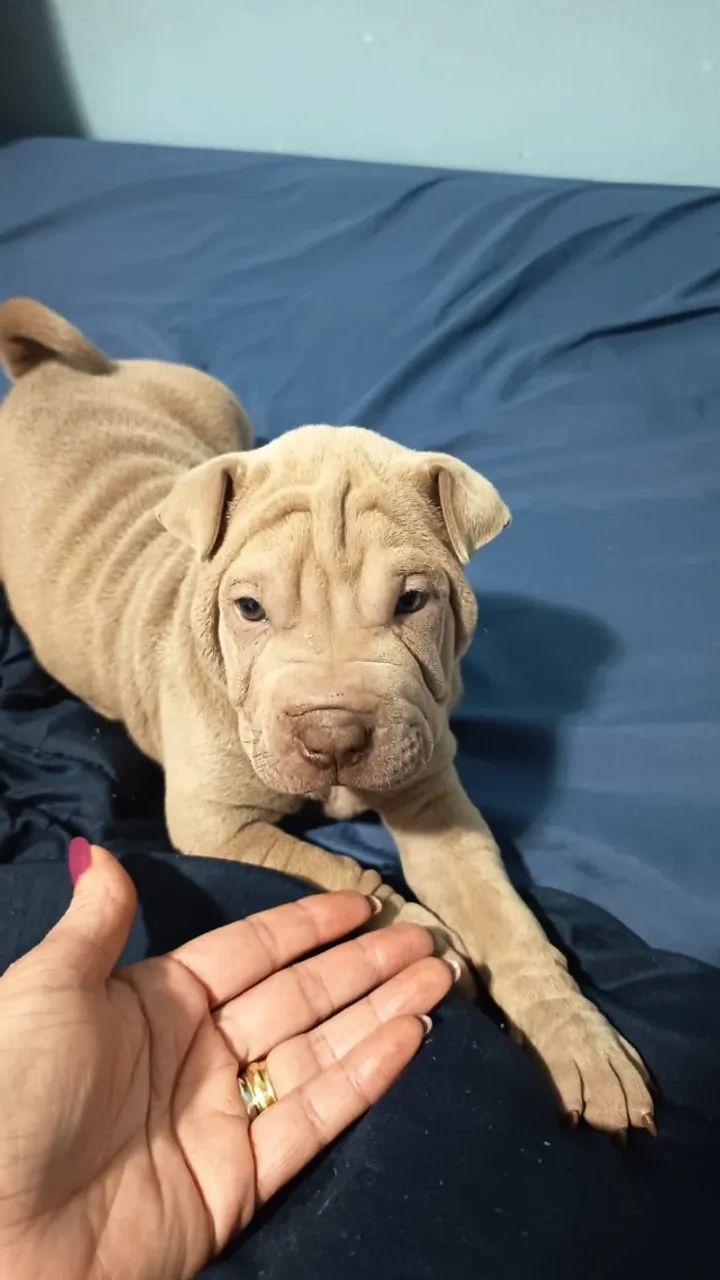 Vendo Filhotes de Sharpei. - Foto 3