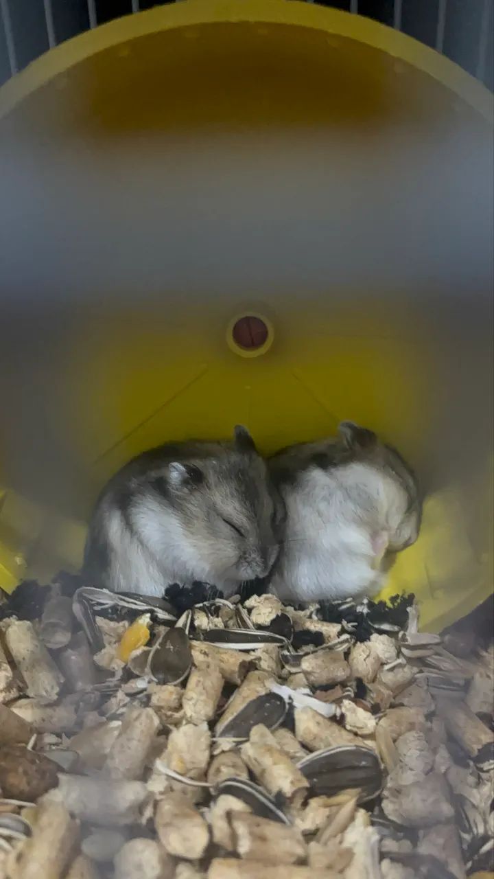 Kit de Completos de Hamster  - Foto 2