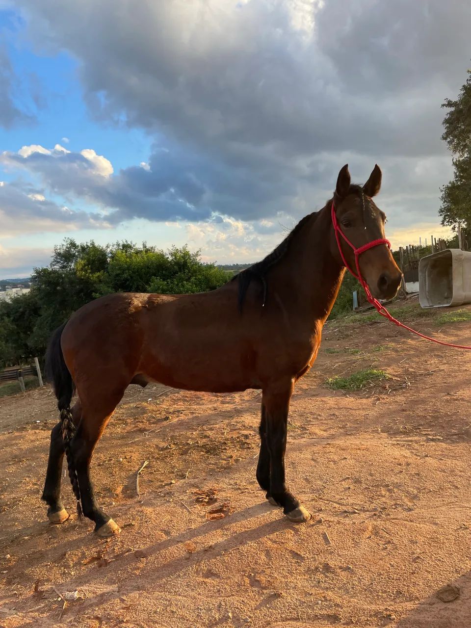 Vende ou troco cavalo