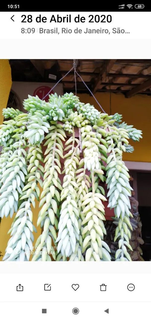 Planta saudável  - Foto 3
