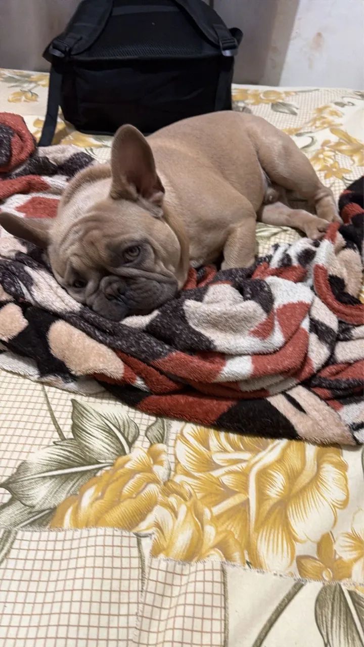 BULLDOG FRANCÊS  - Foto 3