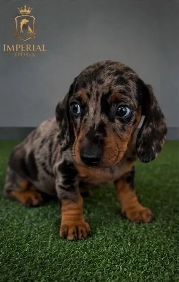 Cachorro  - Foto 3