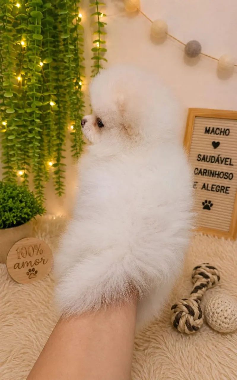 Spitz alemão machos - Foto 4