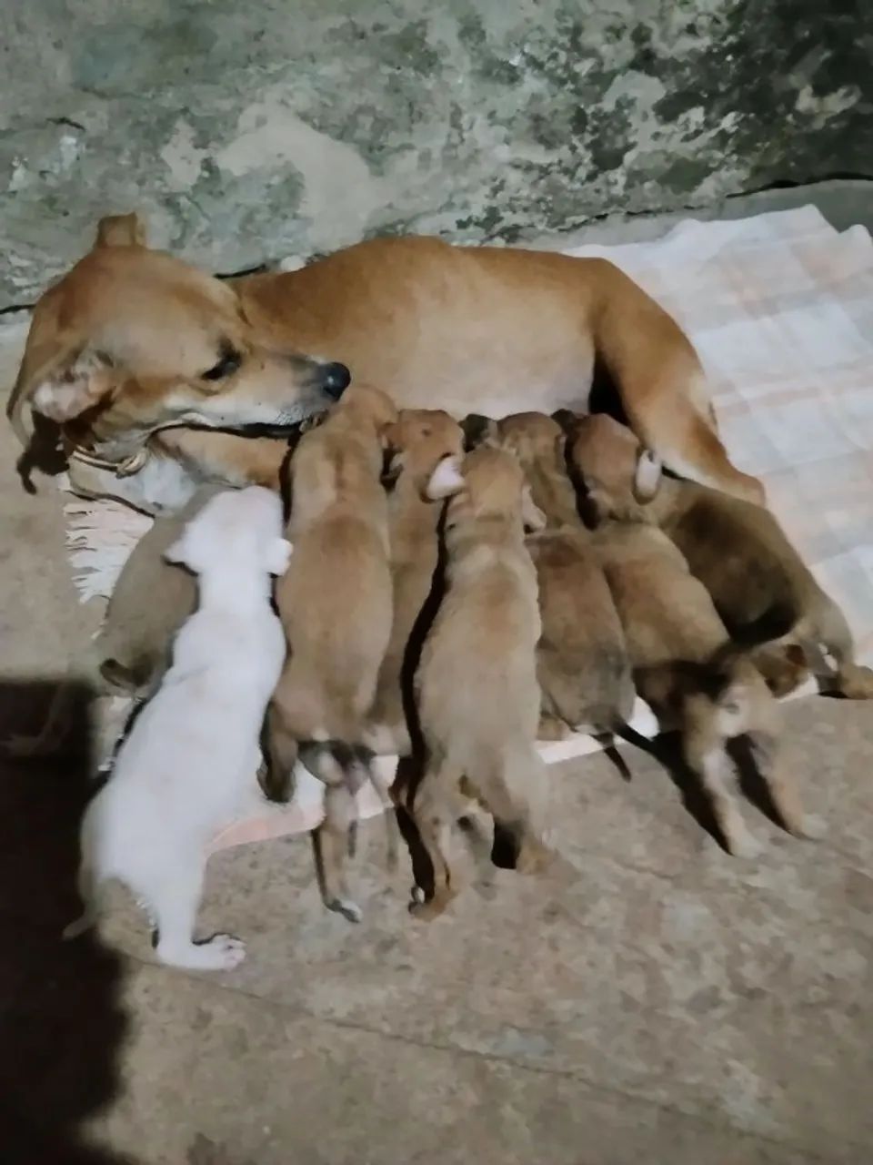 Cachorros filhotes 