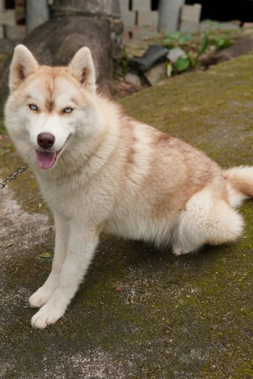 Huskys Siberianos - Foto 5