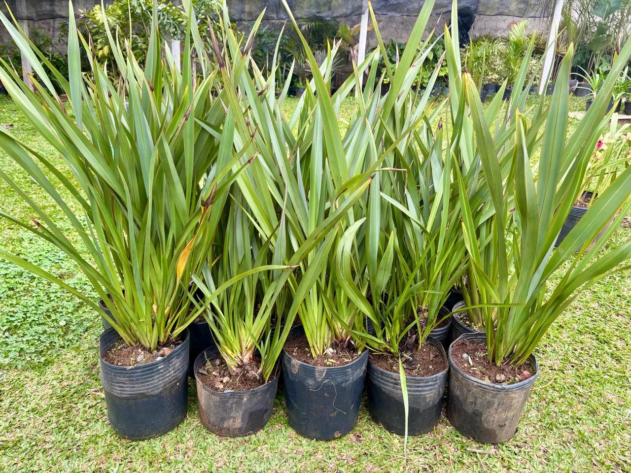 Formio verde 