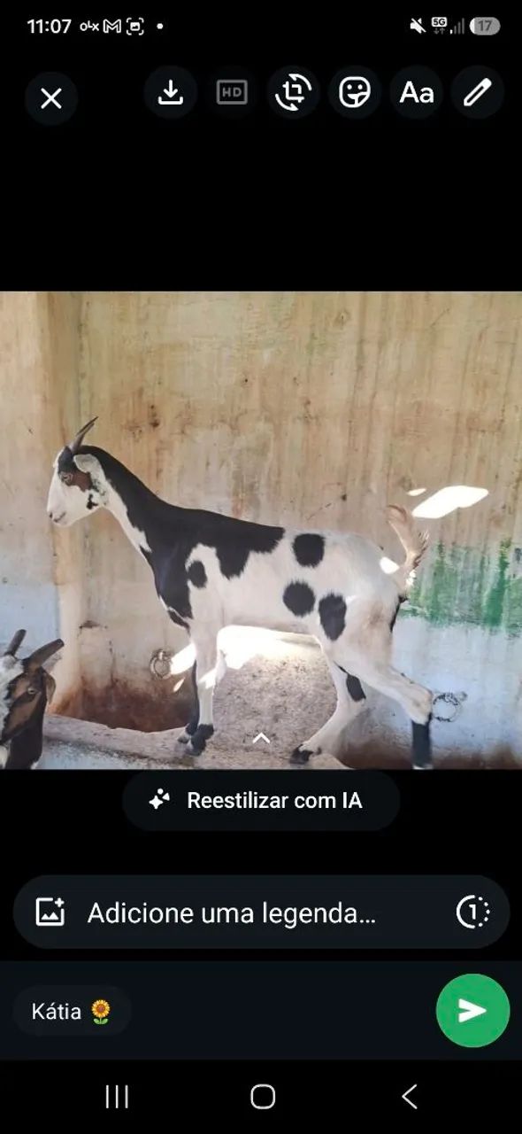 Vendo cabra!!!