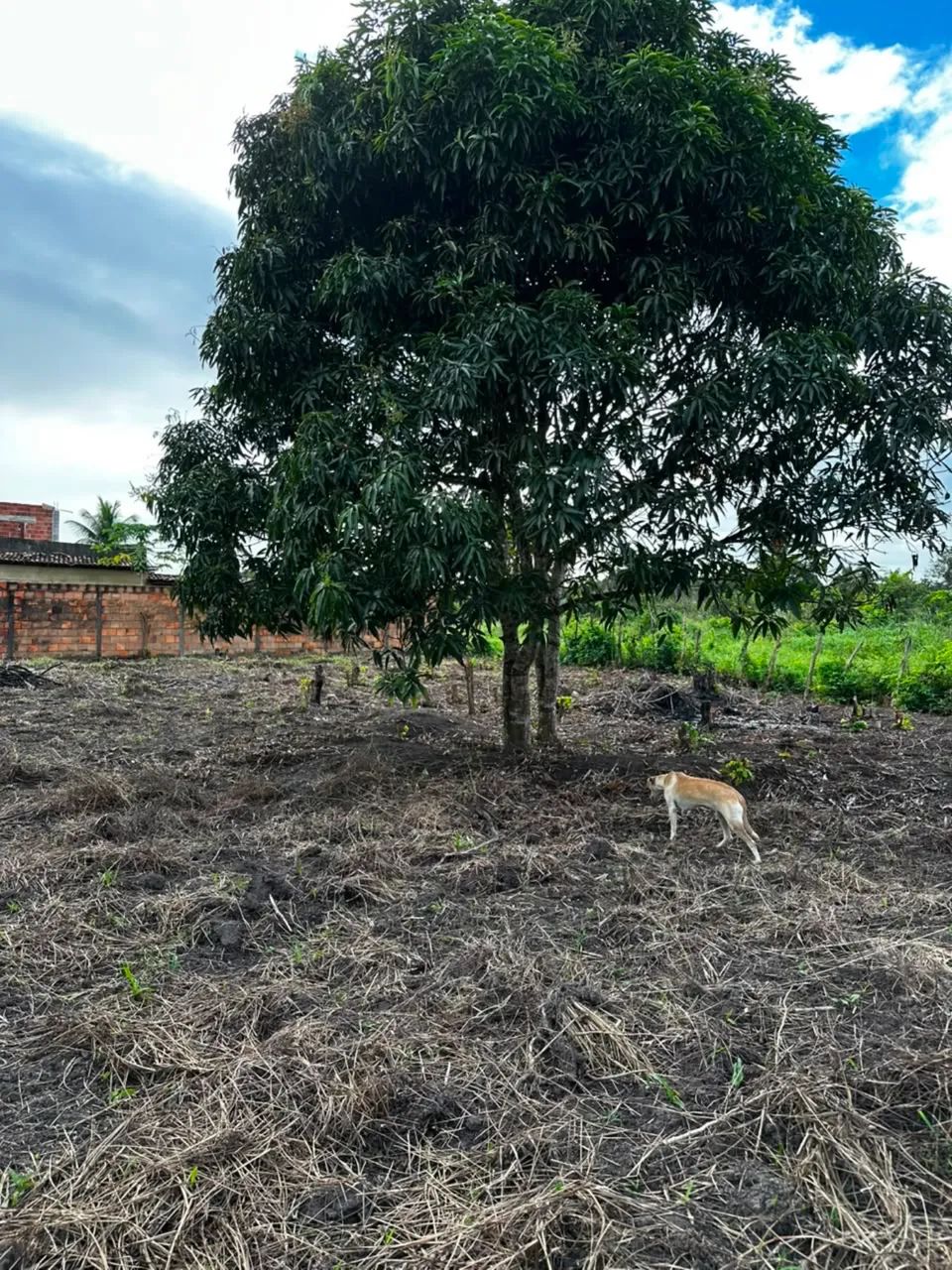 Terreno na colônia sapé ( itaporanga)  - Foto 3