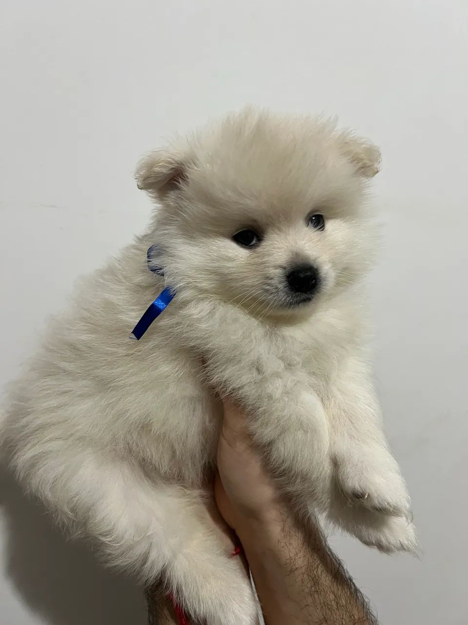Filhote Spitz alemão 