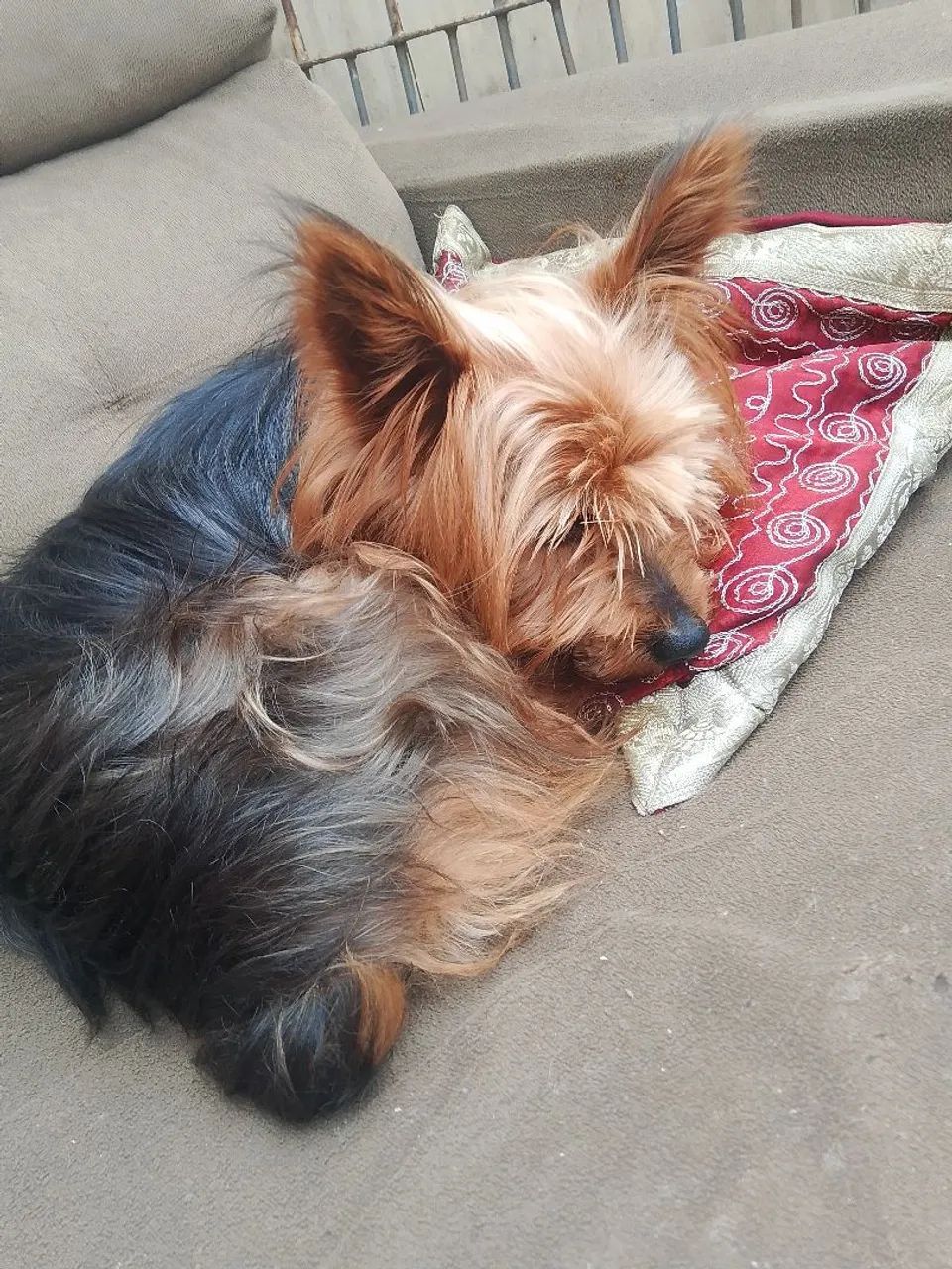Vendo yorkshire macho 3 anos - Foto 3