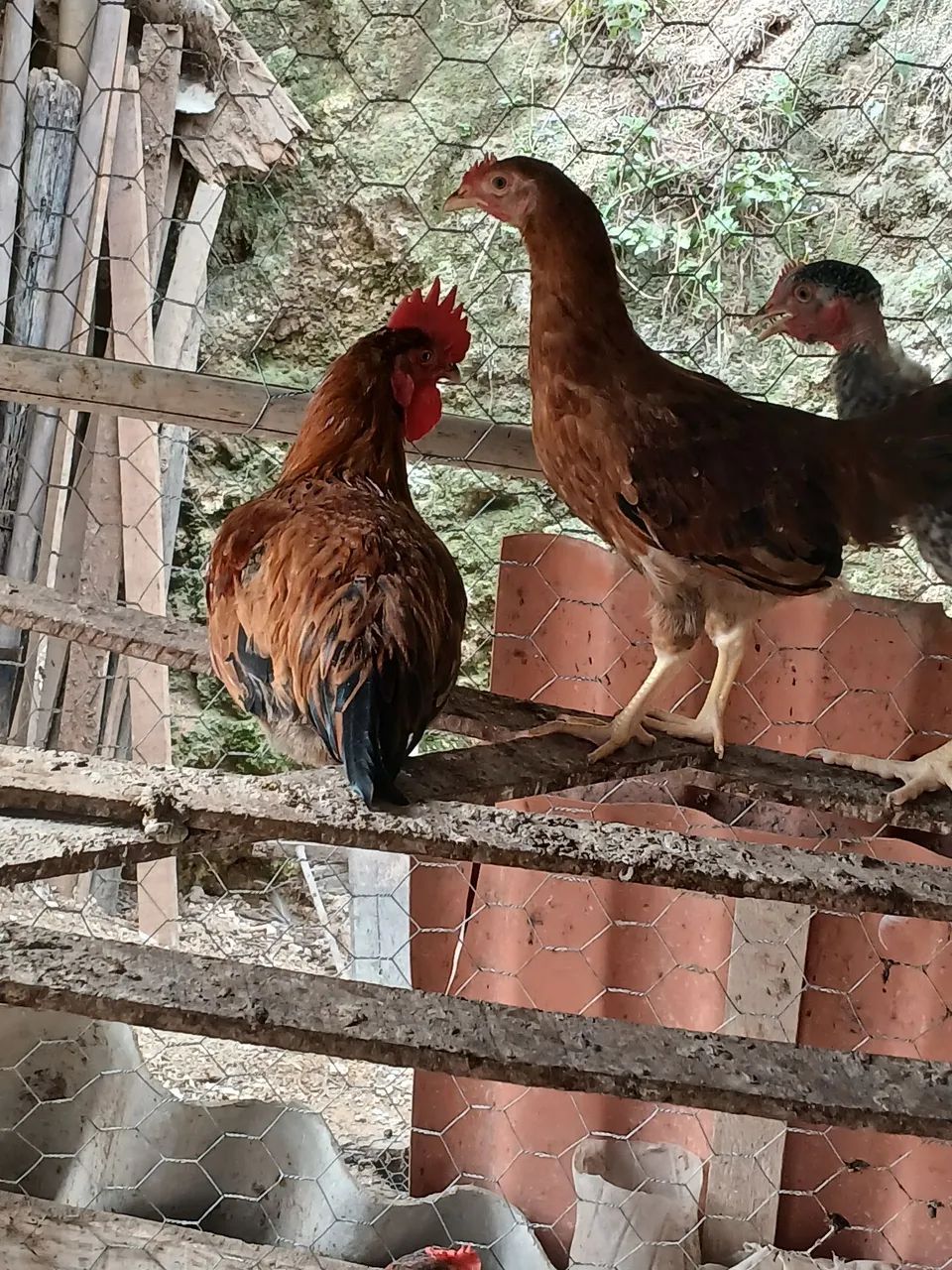 Preço bom caipira 40$ - Foto 3