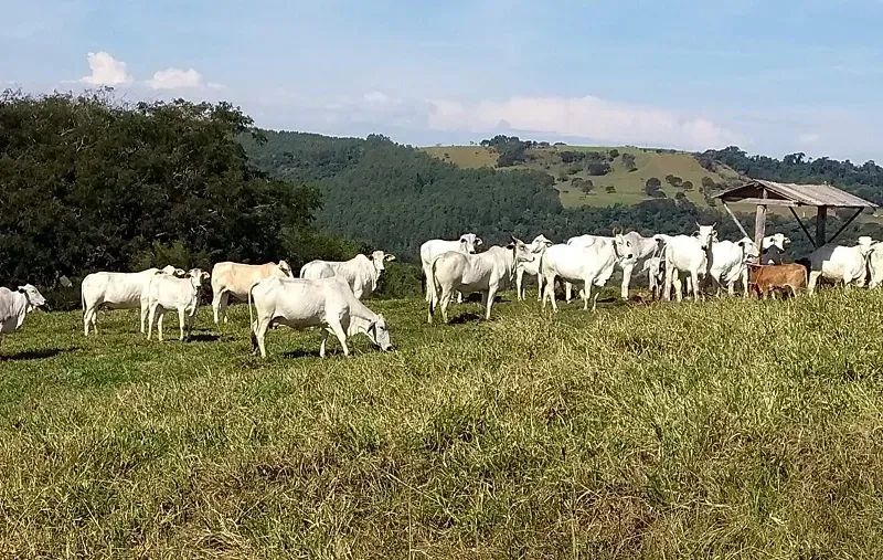 PLANTIO - PECUÁRIA - Área Rural 139 Alqueires - Foto 3