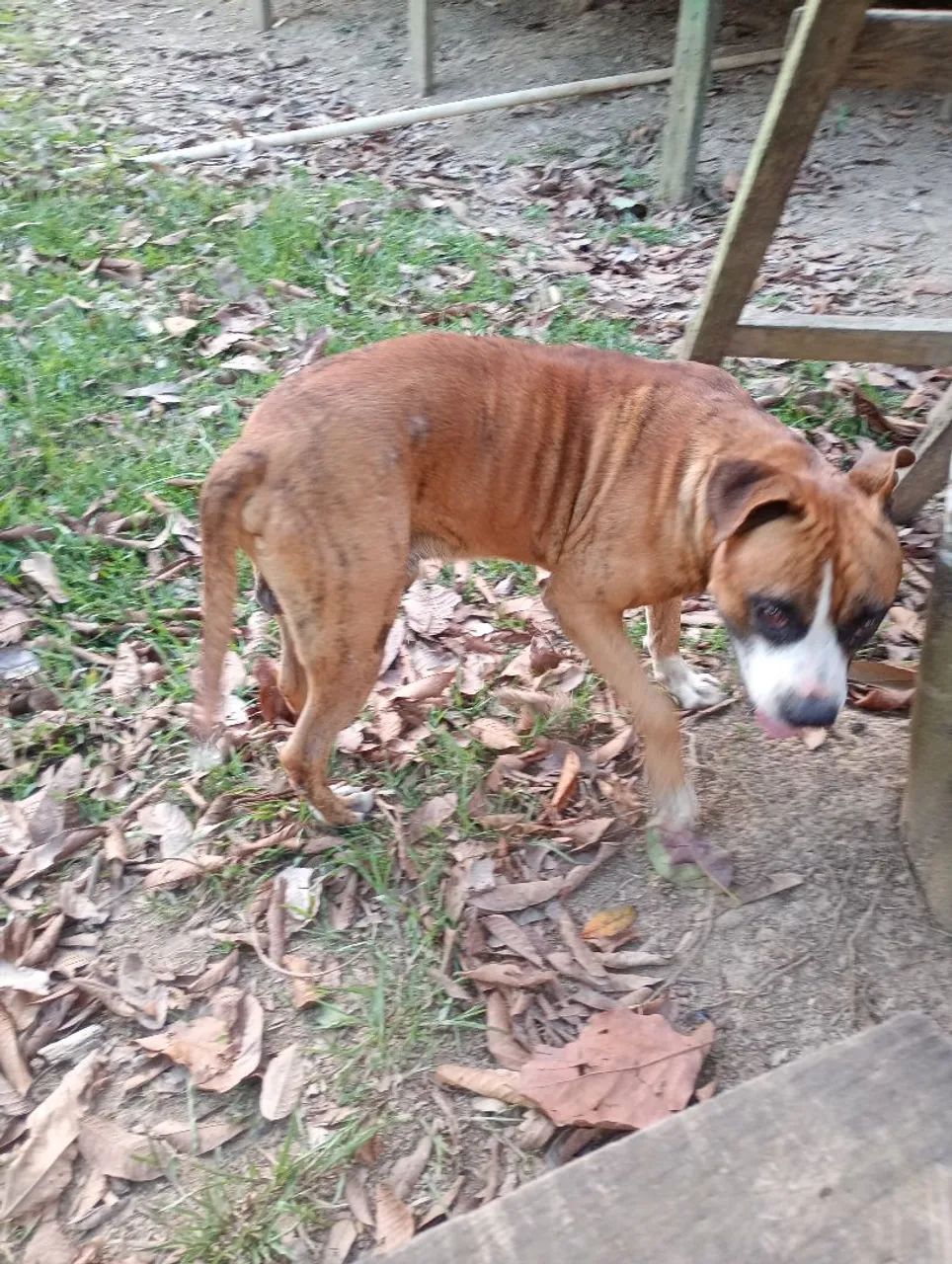 Cachorro - Foto 2