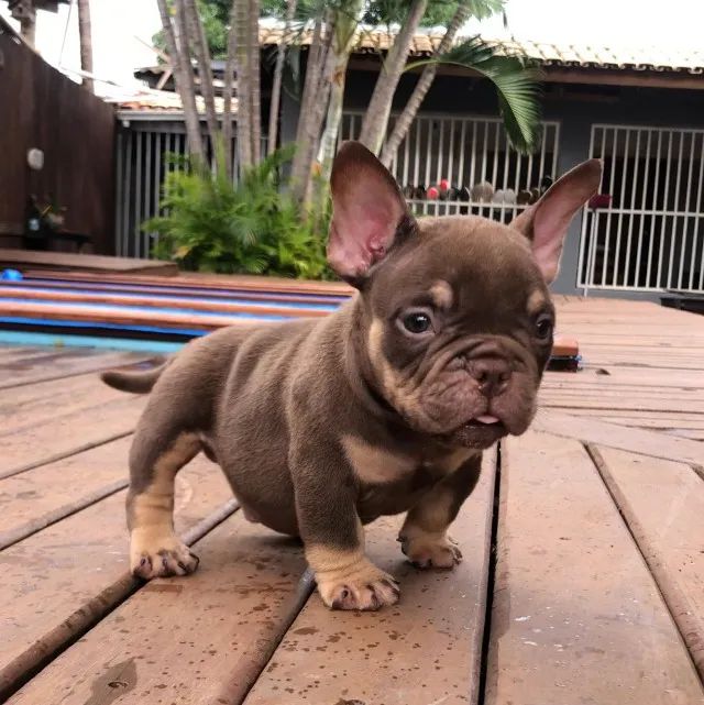 AMERICAN BULLY MACHOS E FÊMEAS - Foto 3