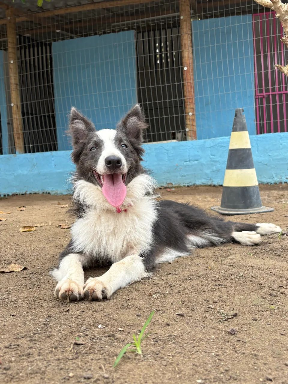 Border Collie  - Foto 5