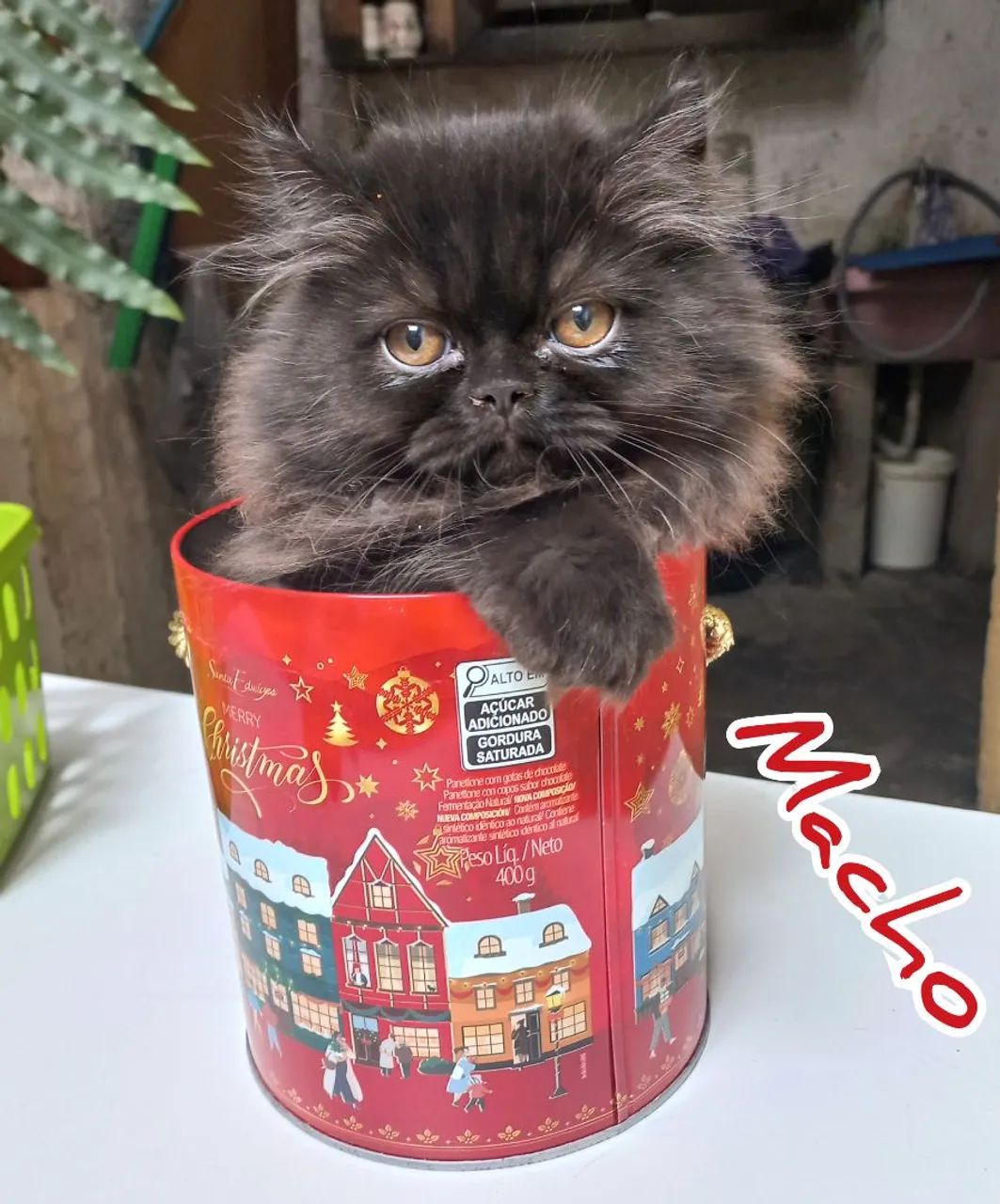 Filhotes Gatos Persas - Foto 5