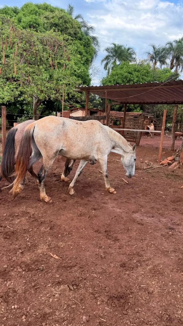 Cavalo  - Foto 4